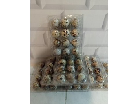 Bıldırcın yumurtası