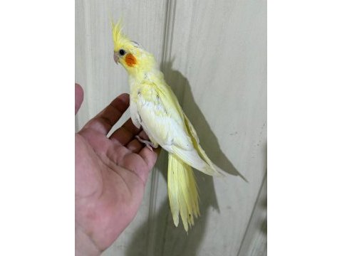 51 günlü kusursuz lutino bebek sultan