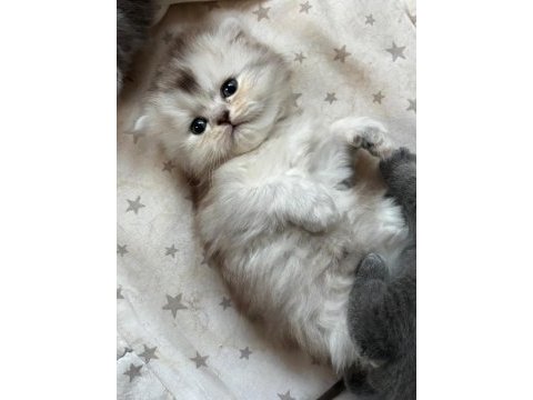 Masal gibi 2 british longhair yavru yeni yuvasını