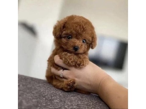 Korea poodle yavruları ankara