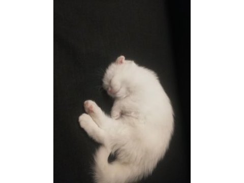 Oyun canavarı scottish fold