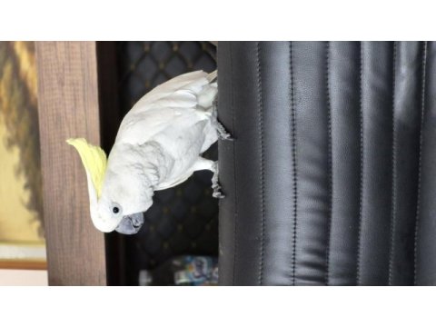 Evcil sülfür kakadu konuşur