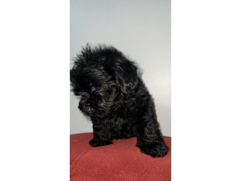 Dişi ve erkek siyah inci köpeklerimiz