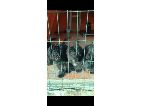 5.6 aylık siyah maltipoo kısa bacak bebeklerimiz