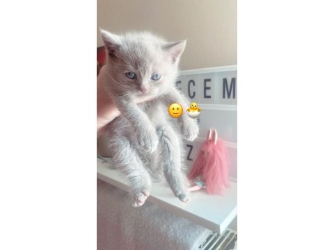 Scottish fold bebekler