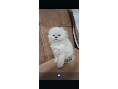 Kalite british shorthair scottish fold yavrular hazır