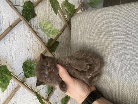 Çikolata ve bicolor british shorthair bebekler
