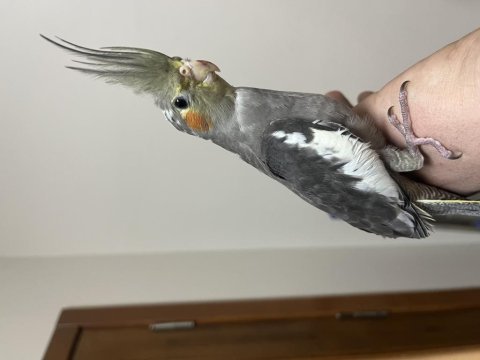 40 günlük bebek sultan papağanı yavrular