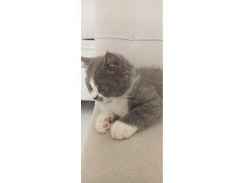 British shorthair kedisi sahiplendirme