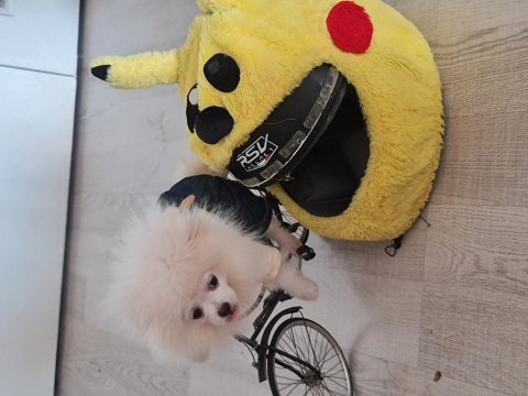 Show kalite pomeranian boo