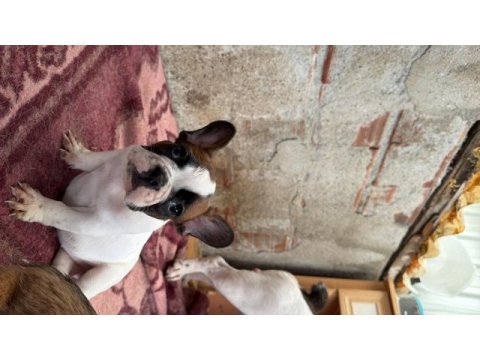 Son dişi french bulldog günü gelen aşıları yapıldı