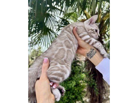 Silver mink erkek bengal kedisi 3 aylık