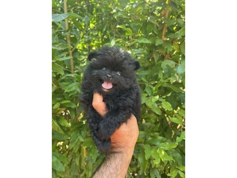 Pomeranian boo köpekler