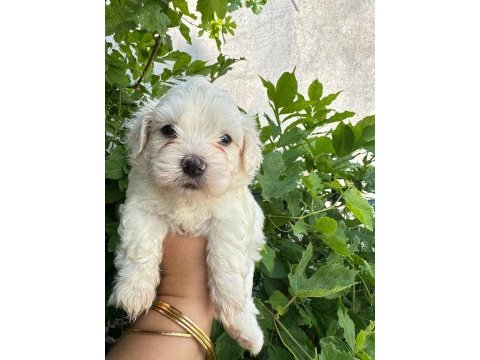 Maltipoo yavrum 55 günlük