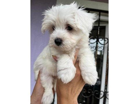 Maltis a kalite terrier dişi tüm illere gönderim