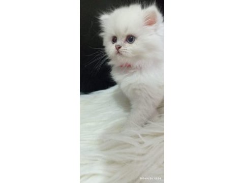 British longhair ve shorthair kedimiz