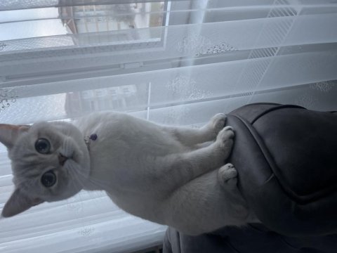 Çiftleşme 1 yaşında british shorthair