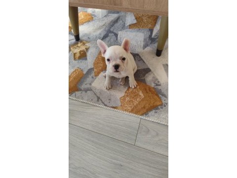 French bulldog teslime hazır dişi