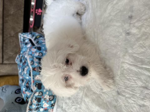 Maltese terrier kızımıza yeni yuva