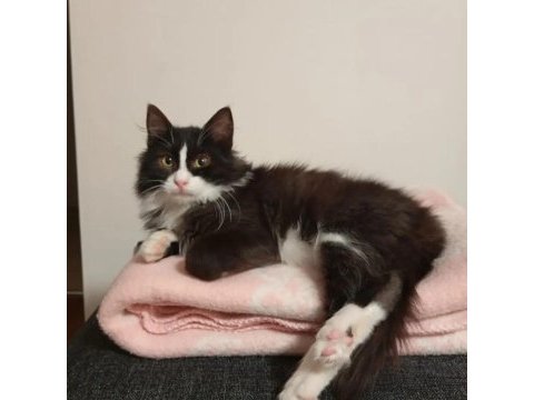 American longhair ücretsiz sahiplendirme