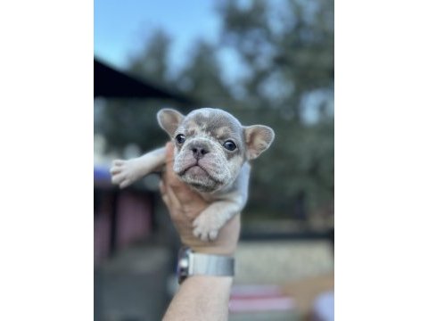 Egzotik french bulldog a kalite
