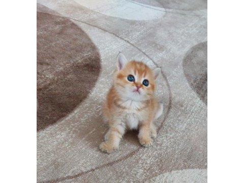 Safkan british shorthair açıklamayı okuyun lütfen