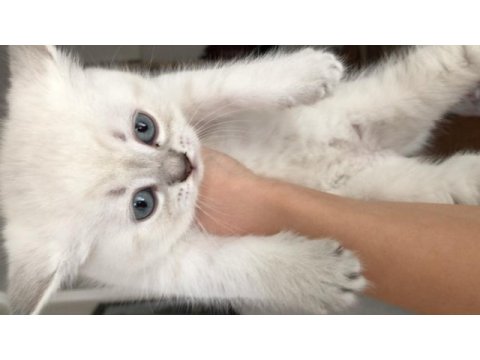 Beyaz british shorthair yavru kedim
