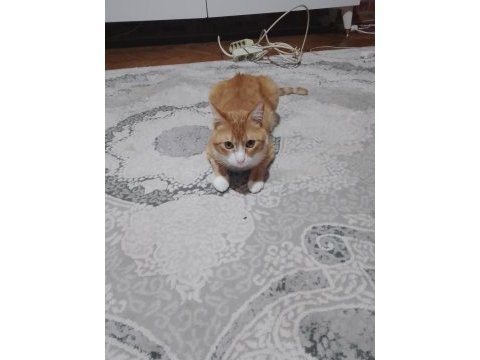 1 aylık kedimize bakıcı arıyorum