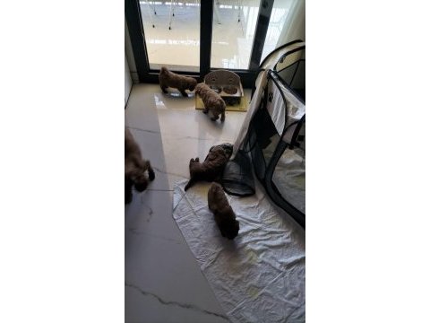0 numara toy poodle