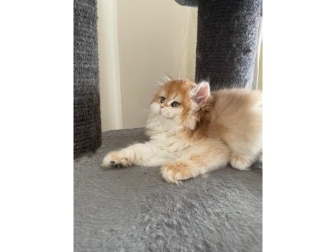 Show kalite safkan british longhair yavrular