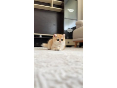 Şampiyon annenin kızı british shorthair