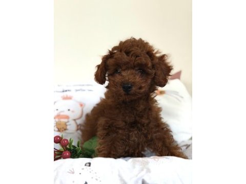 Kore dişi poodle bebeğimiz