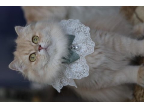 British longhair dişi
