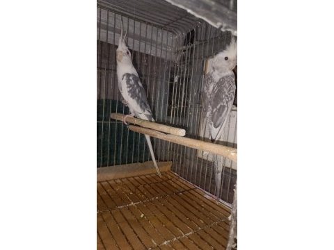 Sultan papağanı yavru ve damızlık kuşlar