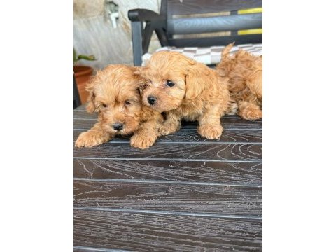 Maltipoo şeker mi şekerler