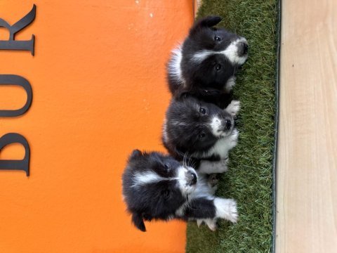 En güzel haliyle border collie