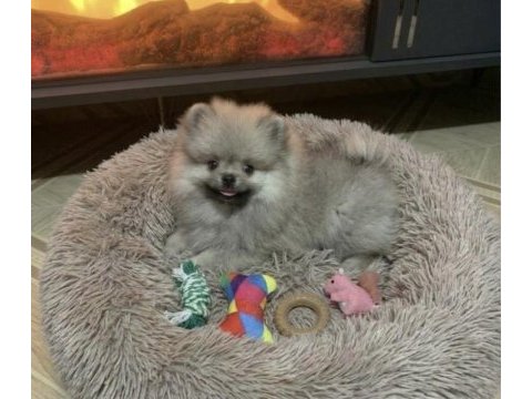 Bebek yüzlü pomeranian erkek