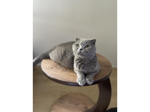 Yetişkin british shorthair dişi kediler