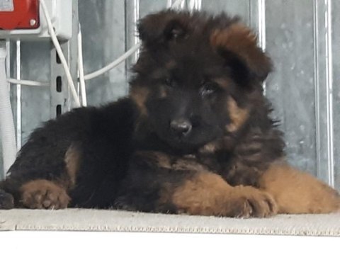 Safkan alman çoban köpekleri (show line)