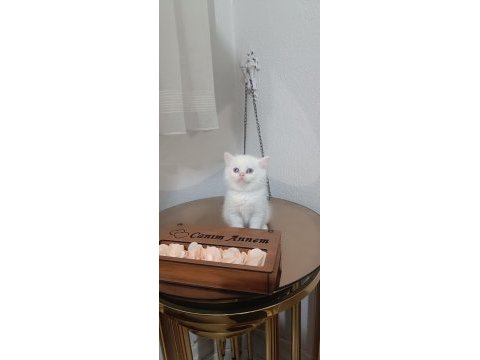Sadece aileye british shorthair