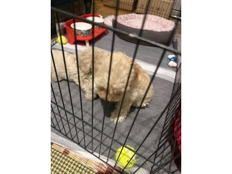 Maltipoo kalite yavrular ırk sağlık garantili