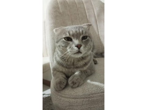 Scottish fold sahiplendirme görüşülür