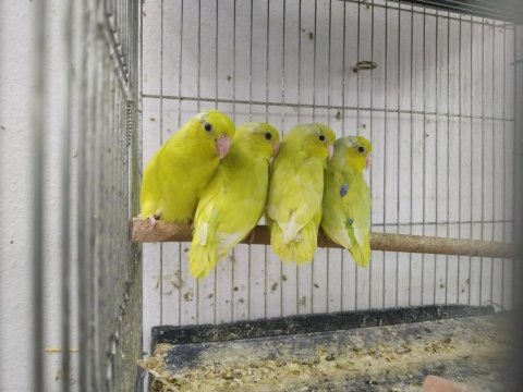 Amerikan sarı forpus papağanı yavrular