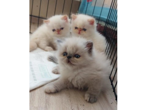 Biz büyüdük anne babamızı arıyoruz exotic shorthair