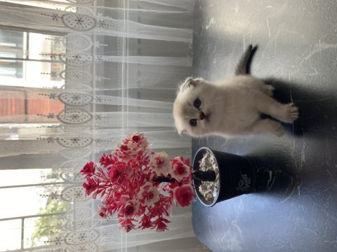 Saf kan anne babadan 1,5 aylık british longhair bebekler