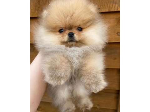 Dünya tatlısı pomeranian yavruları