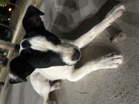 Tatlış köpeğimiz yeni yuvasını arıyor