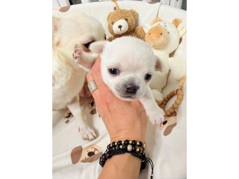 Chihuahua yavruları