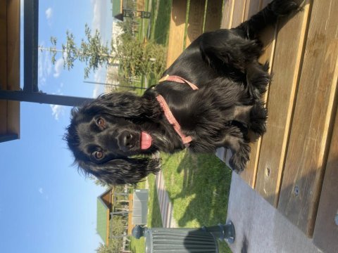Siyah cocker köpeği