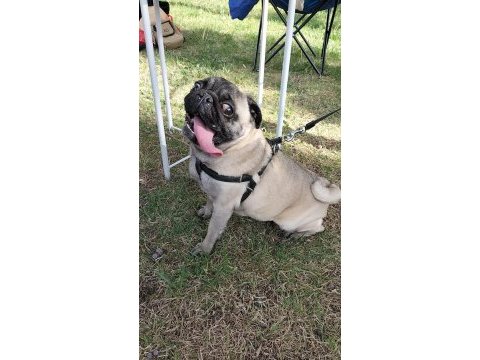 Tuvalet eğitimli son derece uysal pug